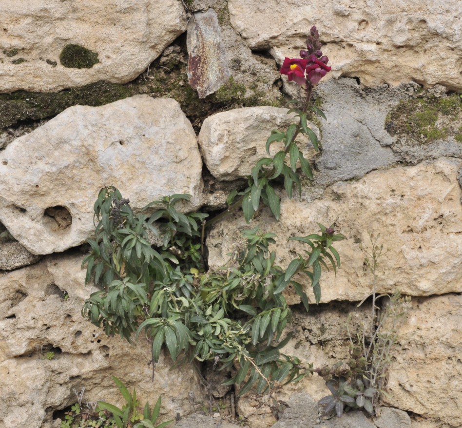 Изображение особи Antirrhinum majus.