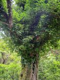 Hedera colchica