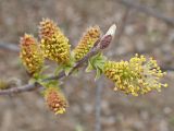 Salix bebbiana. Верхушка побега с распускающимися мужскими соцветиями. Хабаровский край, г. Комсомольск-на-Амуре, дол. руч. Тёплый ключ. 02.05.2024.