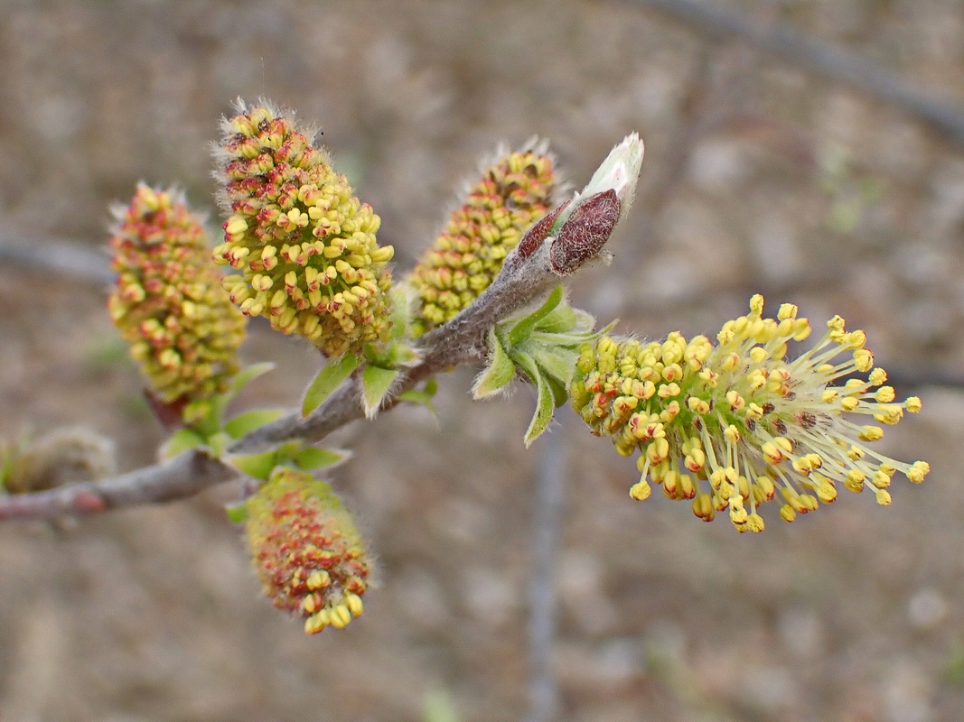 Image of Salix bebbiana specimen.