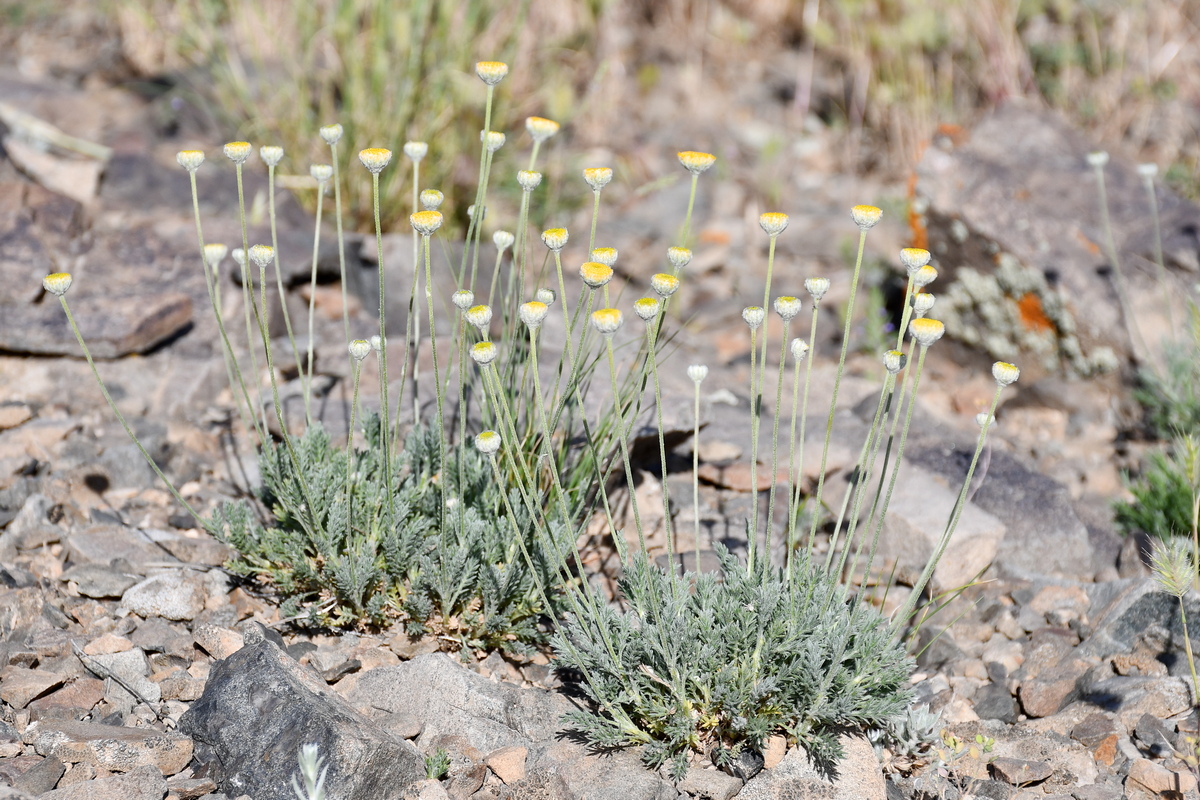 Image of Cancriniella krascheninnikovii specimen.