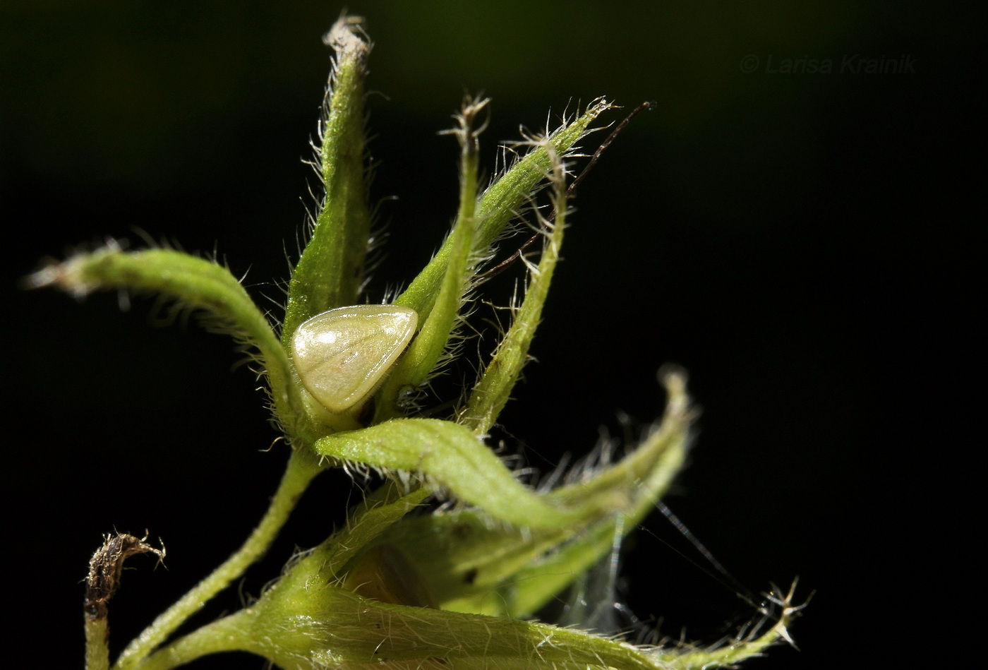 Image of Brachybotrys paridiformis specimen.