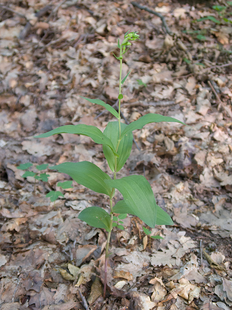 Изображение особи Epipactis helleborine.