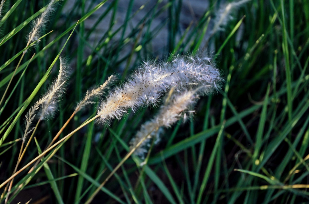 Image of Imperata cylindrica specimen.