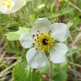 Fragaria orientalis. Цветок. Хабаровский край, окр. г. Комсомольск-на-Амуре, обочина лесной дороги. 09.06.2024.