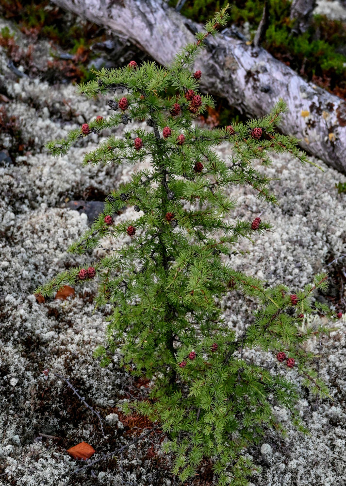 Image of Larix sibirica specimen.