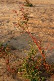 Persicaria lapathifolia. Ветви с соцветиями в закатном освещении. Ленинградская обл., Ломоносовский р-н, окр. дер. Шепелёво, Батарейная бухта, песчаный пляж, у воды. 08.08.2024.