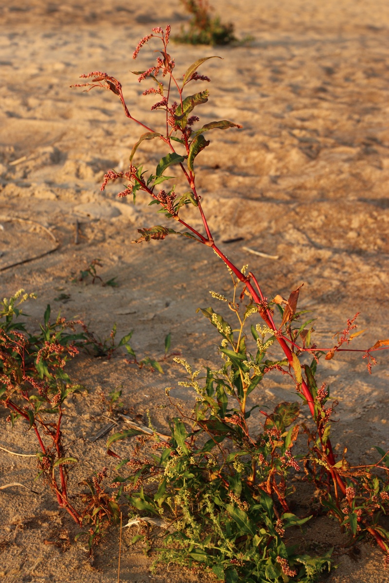 Image of Persicaria lapathifolia specimen.