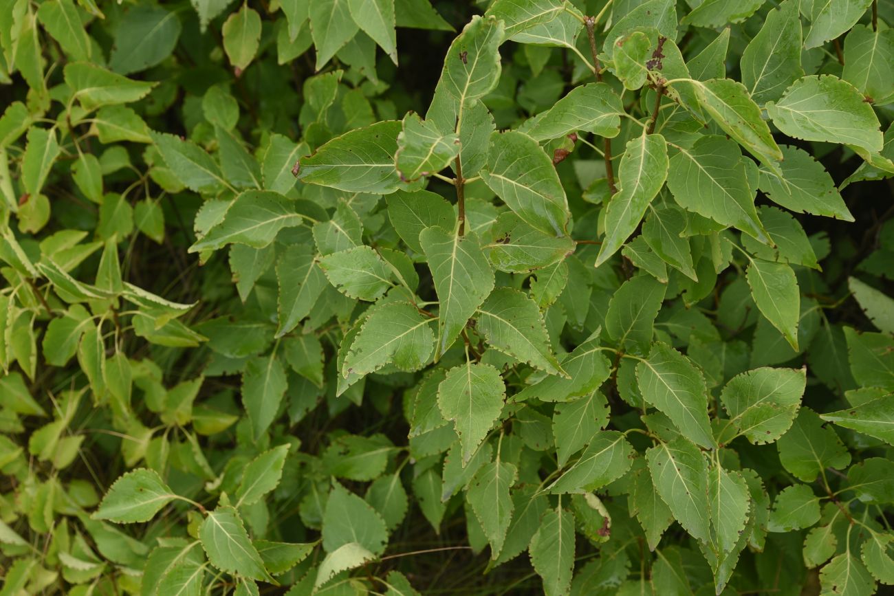 Image of Syringa vulgaris specimen.