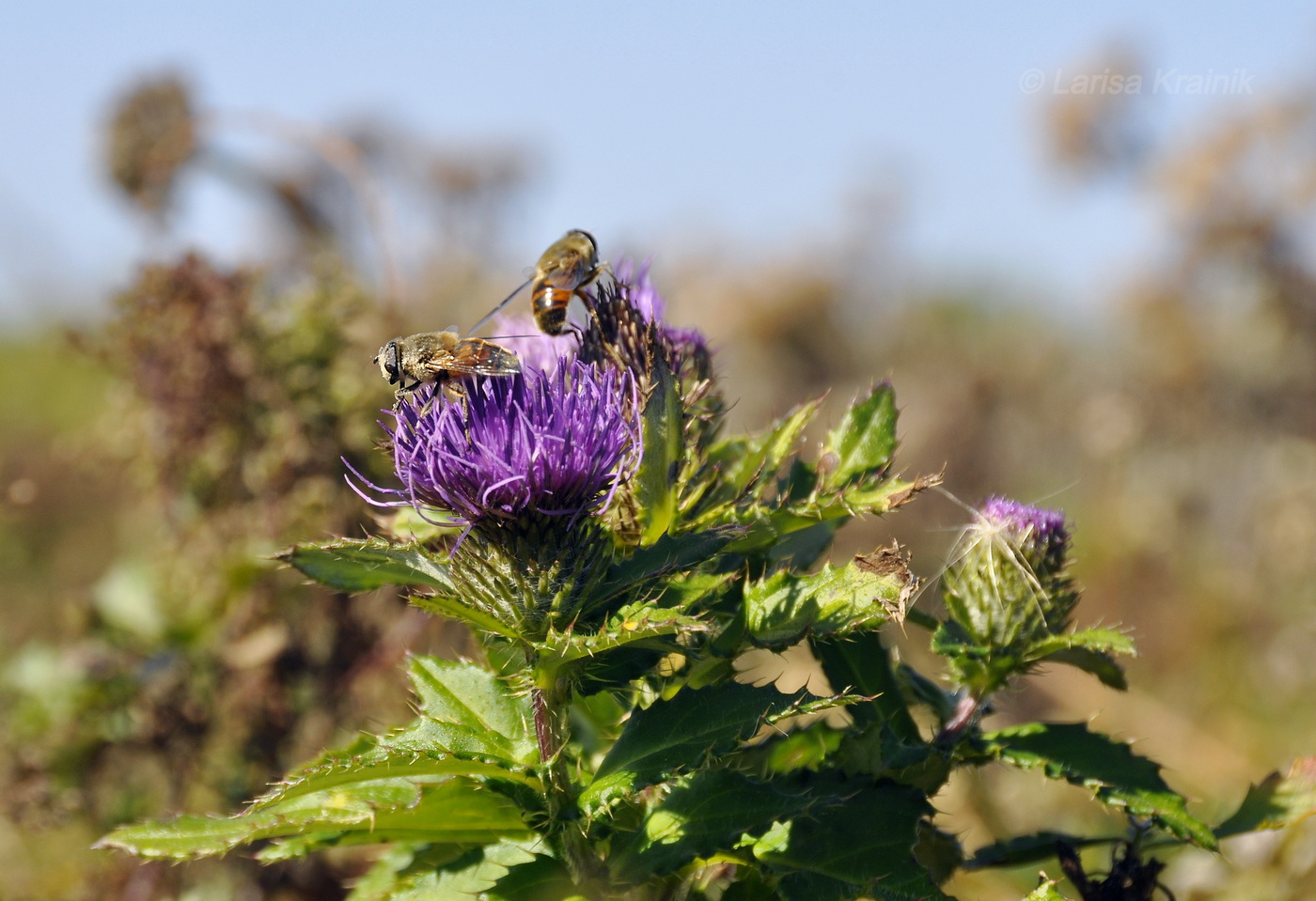 Изображение особи Cirsium vlassovianum.