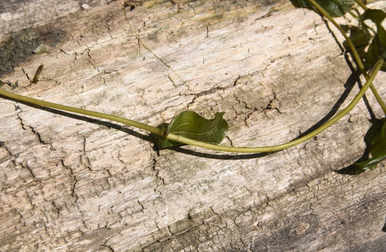 Изображение особи Potamogeton perfoliatus.