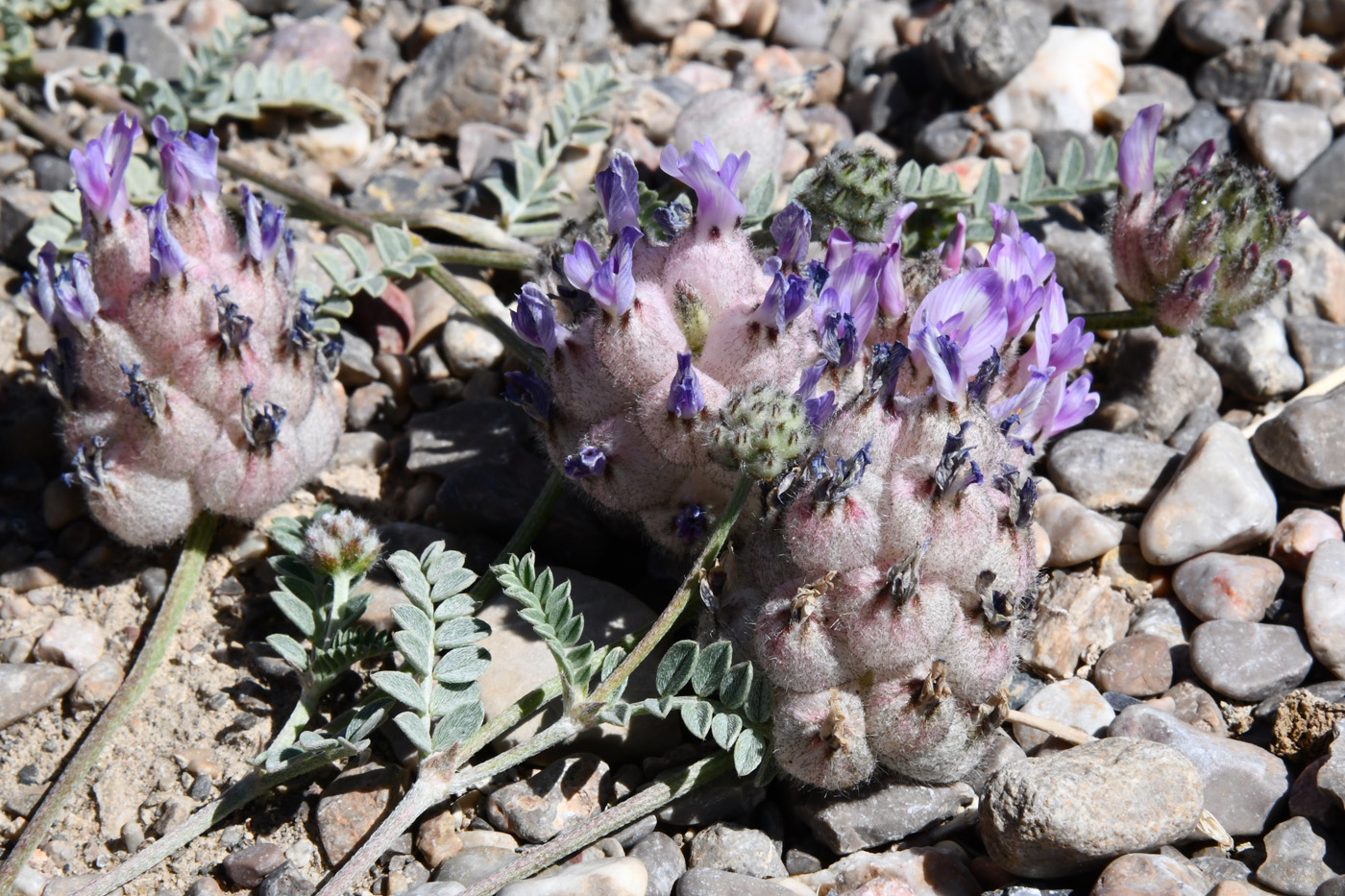 Image of Astragalus nivalis specimen.