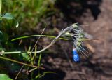 Mertensia pubescens. Соцветие с завязавшимися плодами и облетающими венчиками. Камчатский край, Елизовский р-н, подножие горы Вачкажицы, берег р. Тахколоч, луговина на склоне СВ экспозиции. 04.08.2024.