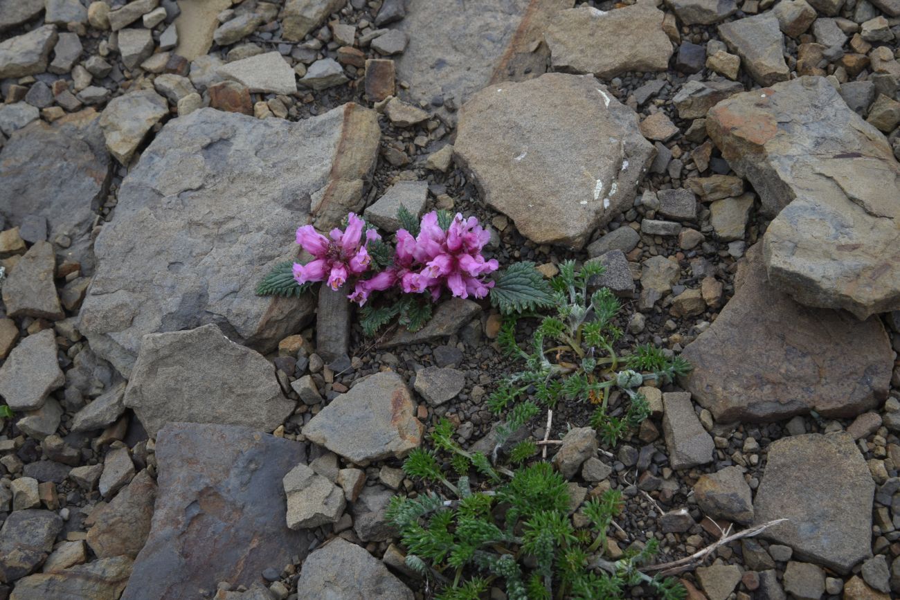 Image of Scrophularia minima specimen.