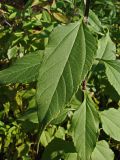 Helianthus tuberosus. Лист. Хабаровский край, окр. г. Комсомольск-на-Амуре, Силинский лесопарк, зарастающая просека. 23.09.2024.