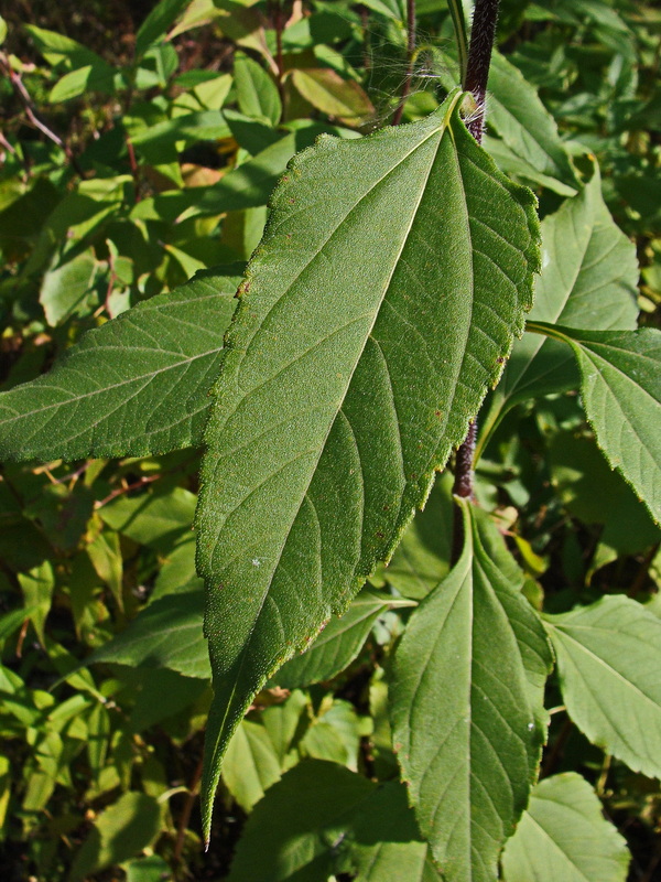 Изображение особи Helianthus tuberosus.