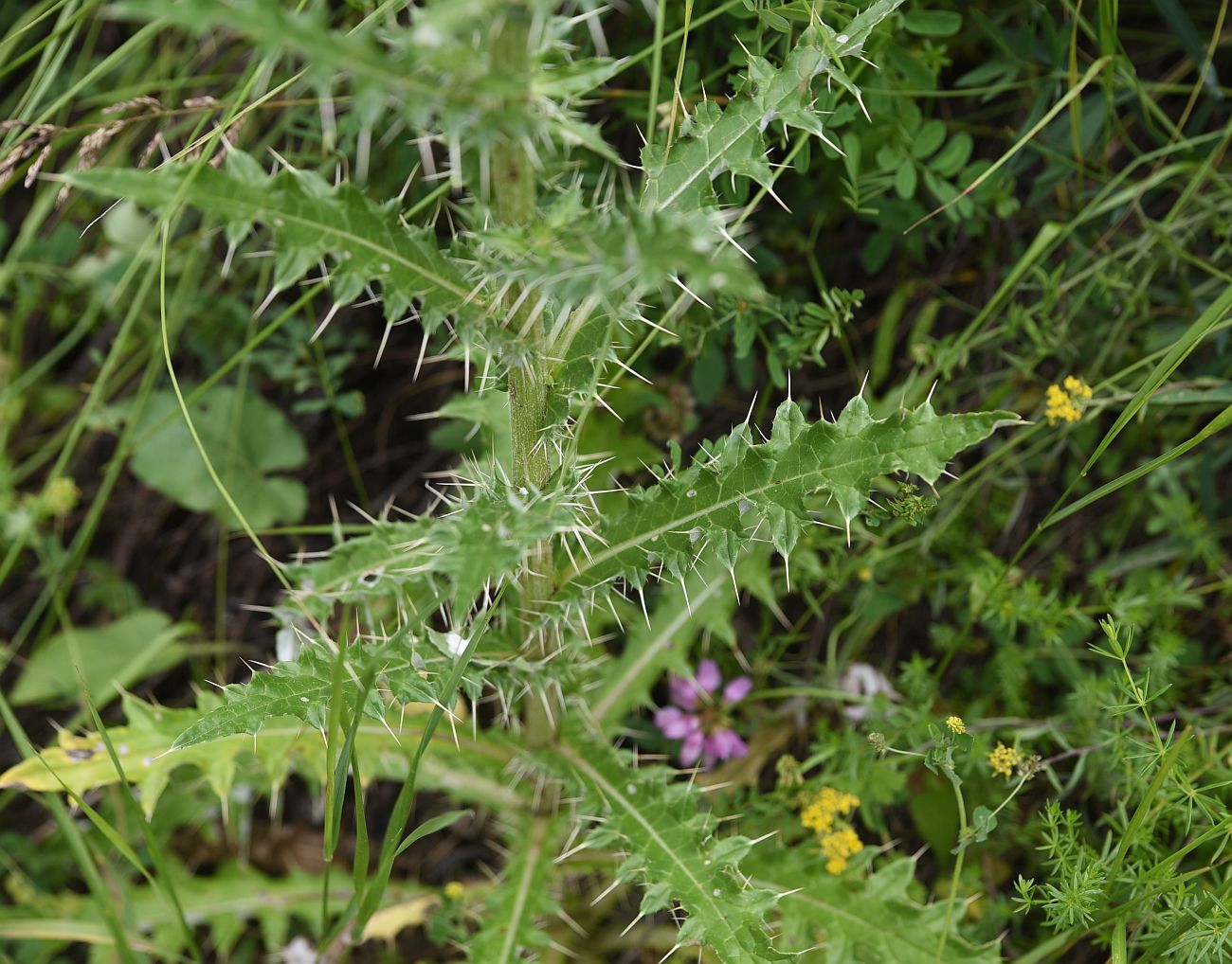 Image of Cirsium echinus specimen.