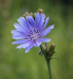 Cichorium intybus. Соцветие. Пермский край, г. Пермь, Кировский р-н, разнотравный луг. 27.07.2024.