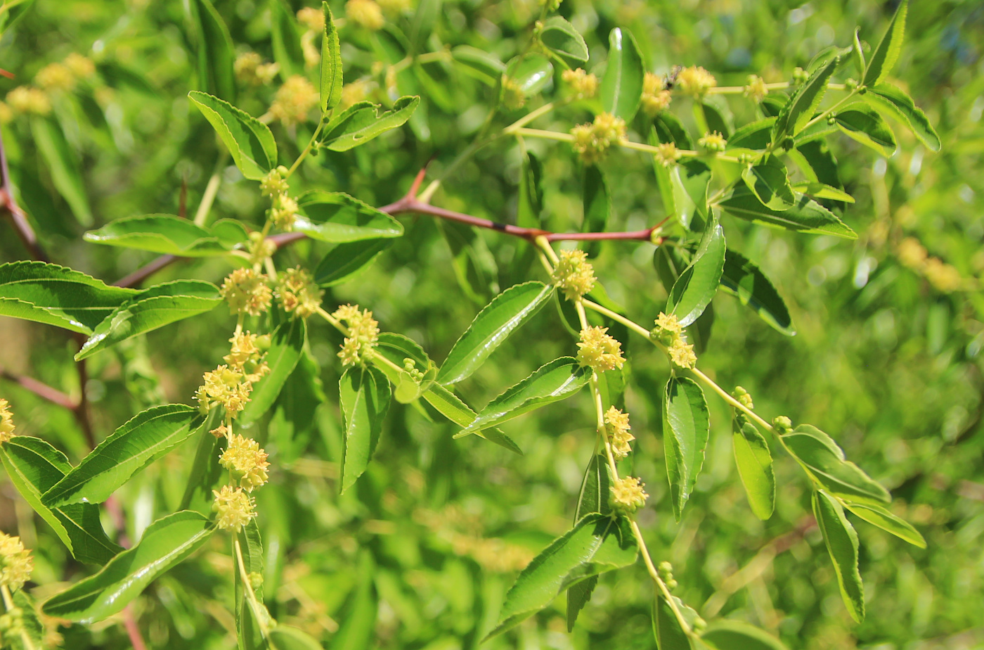 Image of Ziziphus jujuba specimen.