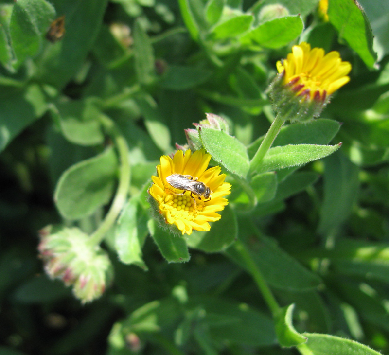 Image of Calendula arvensis specimen.