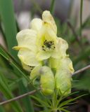 Aconitum confertiflorum. Цветки. Кабардино-Балкария, Черекский р-н, окр. с/п Верхняя Балкария, берег р. Псыгансу, ≈ 2100 м н.у.м., приречный луг. 31.07.2024.