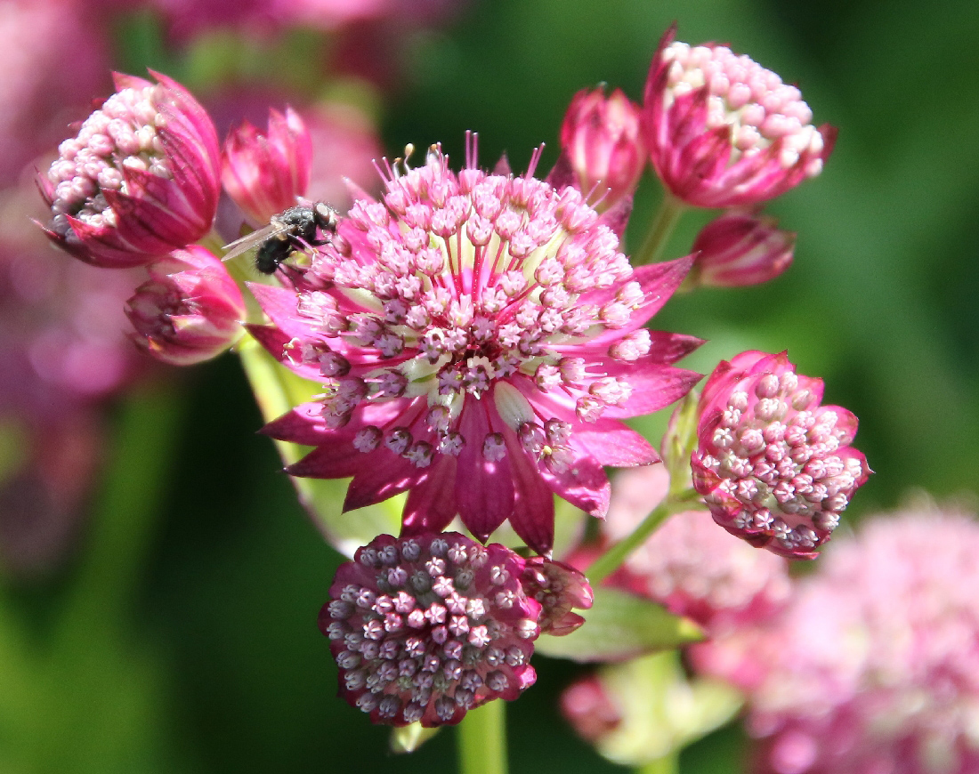 Image of Astrantia major specimen.
