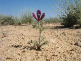 Roemeria hybrida. Цветущее растение. Казахстан, Мангистауская обл, Мангистауский р-н, у автотрассы R-114; Мангышлакское плато, степь на песках. 11 мая 2024 г.