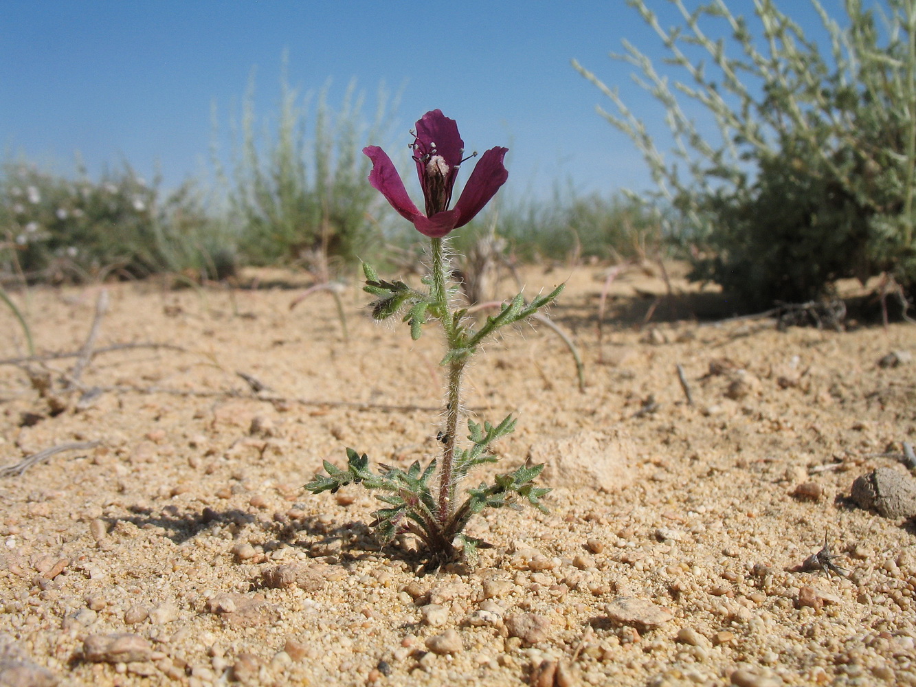 Image of Roemeria hybrida specimen.