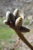 Juglans regia