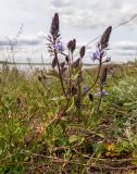 Смотреть изображение Veronica teucrium