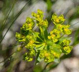 View full-size image Euphorbia seguieriana
