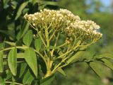 View full-size image Sorbus commixta