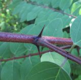 View full-size image Robinia × margaretta