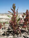 Смотреть изображение Rumex marschallianus
