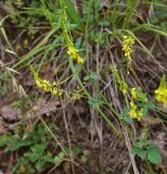 View full-size image genus Melilotus
