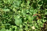 View full-size image Rumex scutatus