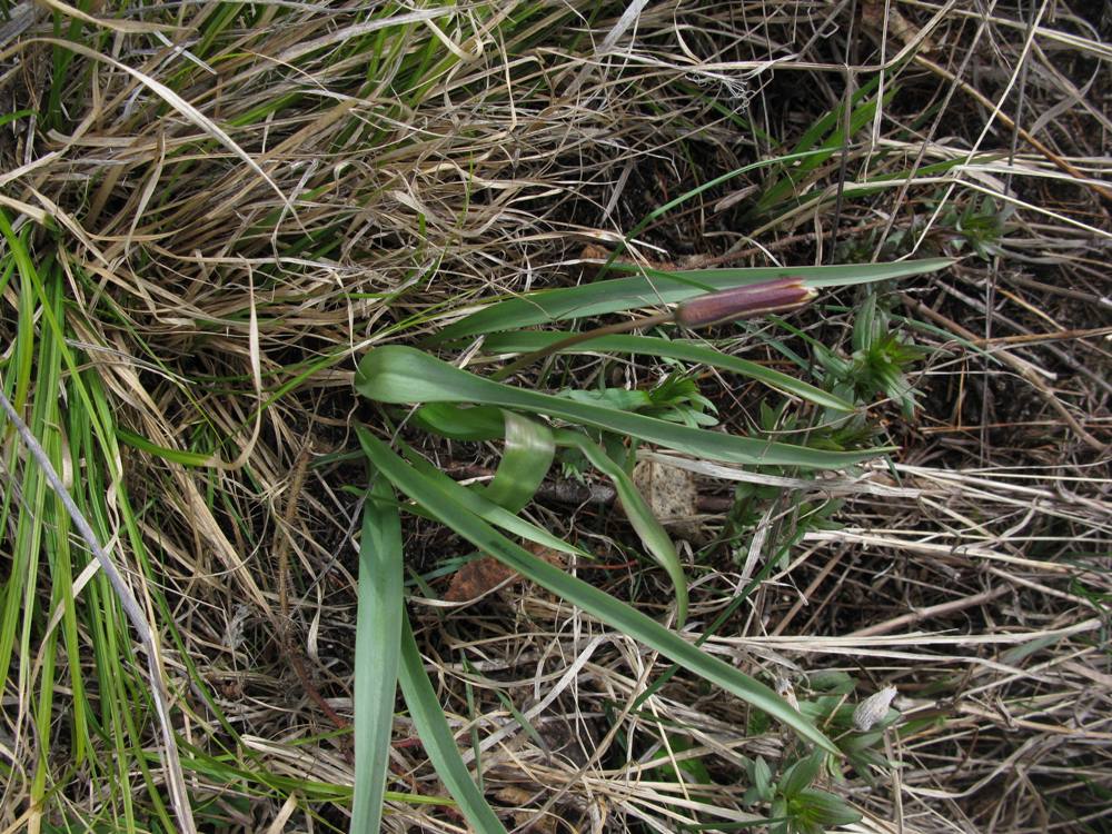 Image of Tulipa uniflora specimen.