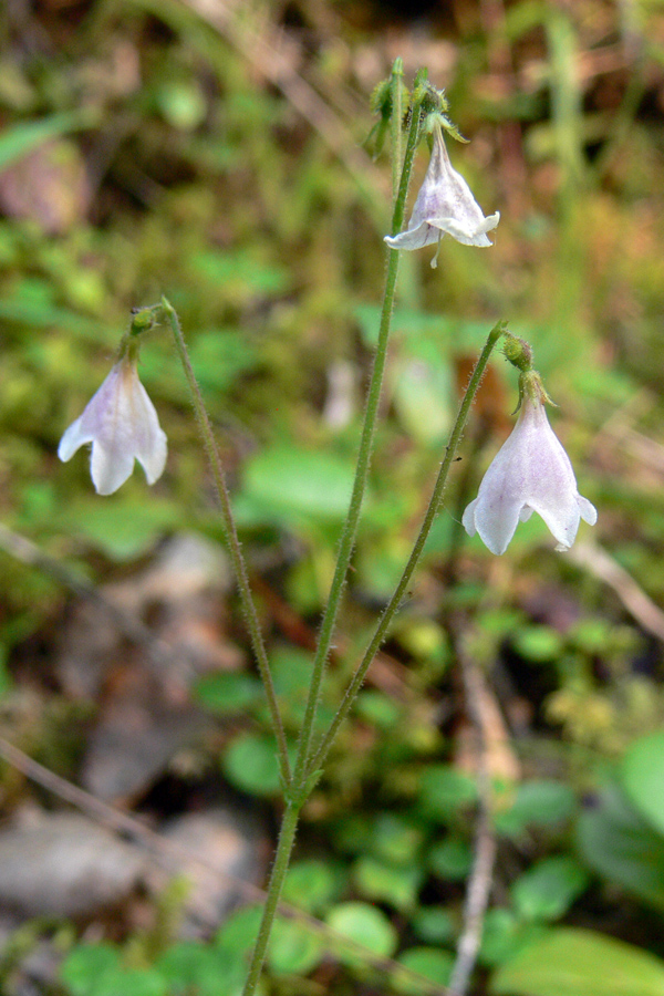 Изображение особи Linnaea borealis.