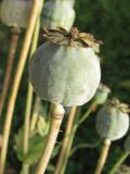 Papaver somniferum. Незрелый плод. Окраина Томска, свалка. 21.09.2011.