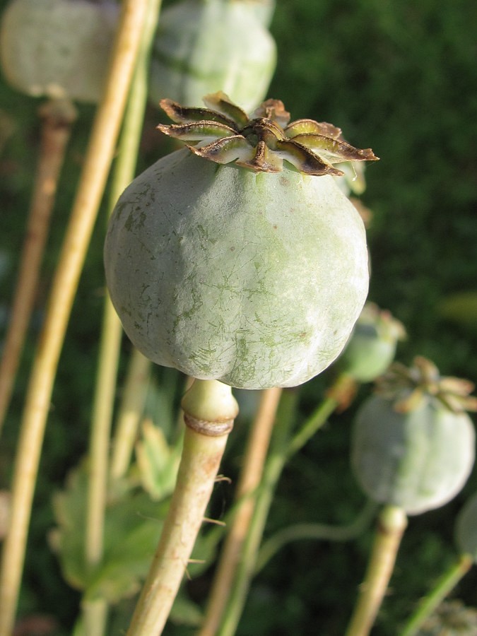 Image of Papaver somniferum specimen.