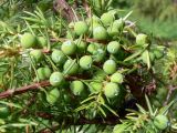 Juniperus communis. Побеги с незрелыми шишкоягодами. Свердловская обл., окр. г. Североуральск, опушка сосново-елового леса близ известнякового карьера. 09.07.2011.