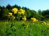 Trollius europaeus