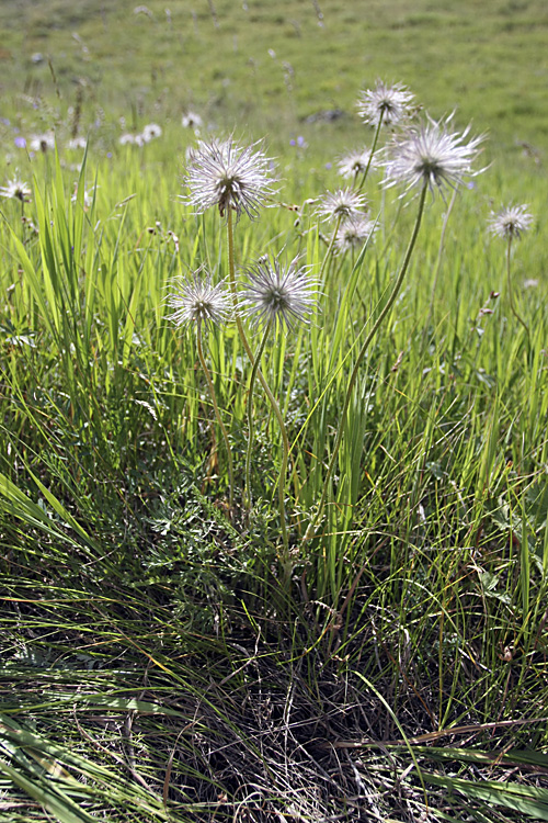 Изображение особи Pulsatilla campanella.