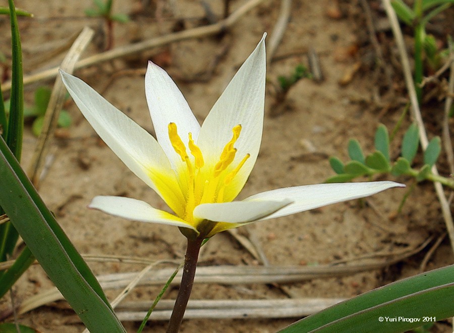 Image of Tulipa dasystemonoides specimen.