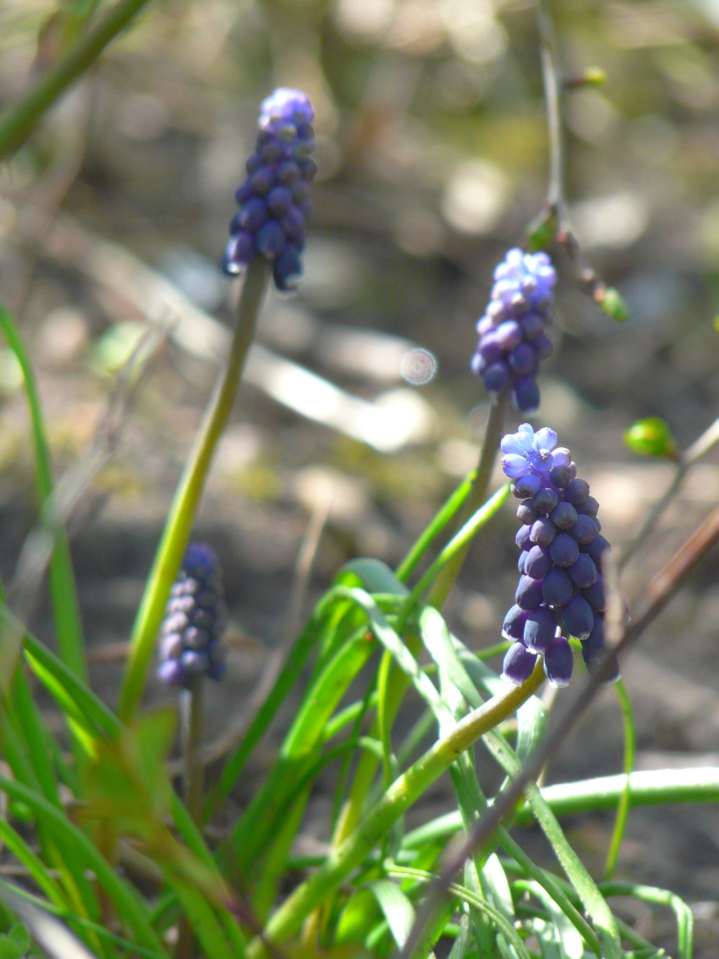 Image of Muscari neglectum specimen.