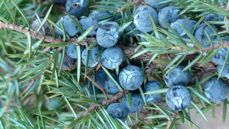 Изображение особи Juniperus oblonga.