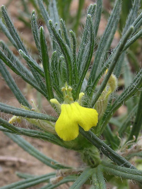 Image of Ajuga chia specimen.