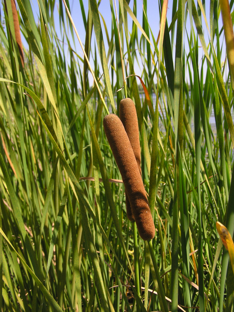 Изображение особи Typha angustifolia.