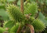 Xanthium orientale