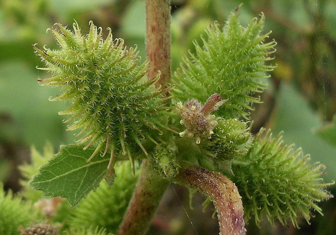 Image of Xanthium orientale specimen.